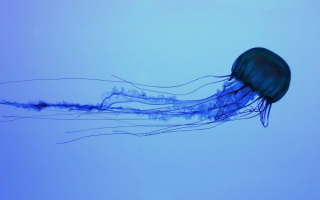 Синяя медуза