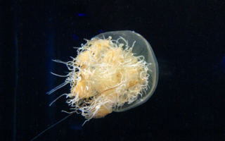 Белая медуза