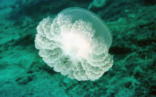 Медуза на дне