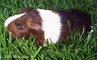 Морская свинка в траве