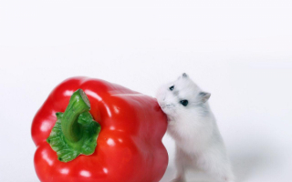 Белая мышь с перцем