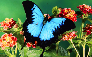 Бабочка на цветах