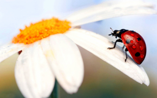 Божья коровка на ромашке