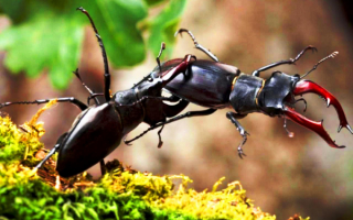 Бой рогатых жуков