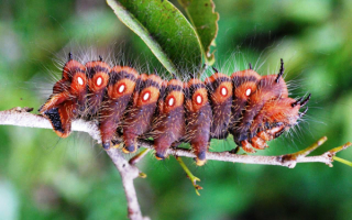 Гусеница хамелеон