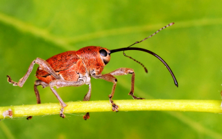 Желудевый долгоносик