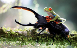 Жук геркулес везет лягушку