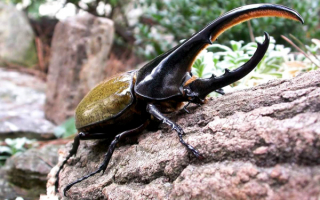 Жук геркулес