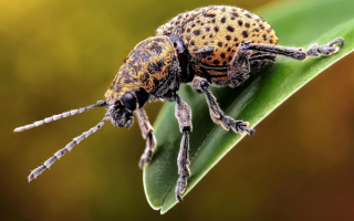 Жук на листочке