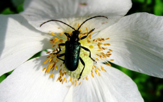 Жук на цветке