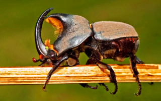 Жук носорог