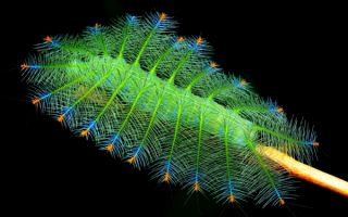 Зеленая гусеница