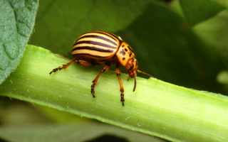 Колорадский жук