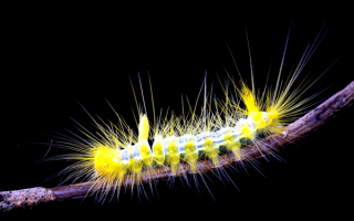 Колючая гусеница