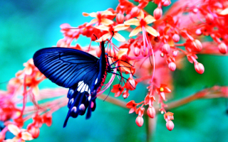 Синяя бабочка