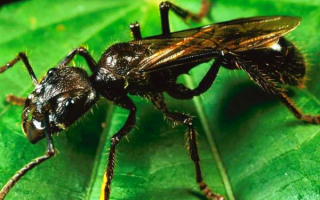 Крылатый муравей