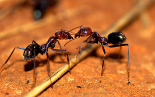 Муравьи