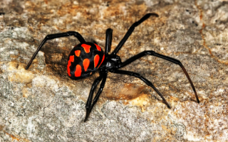 Паук каракурт или черная вдова