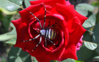 Паук на розе