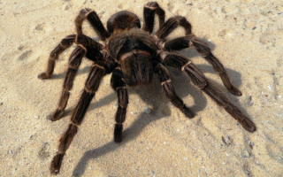 Паук птицеед