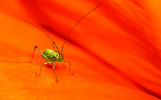 Пятнистый кузнечик