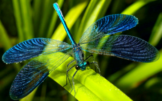 Синяя стрекоза