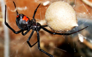 Черная вдова