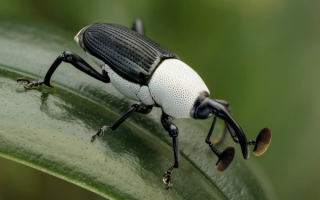 Черно-белый жук долгоносик