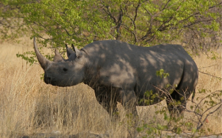 Носорог в траве