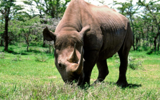 Носорог на зеленой траве