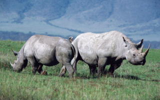 Носороги щиплют траву