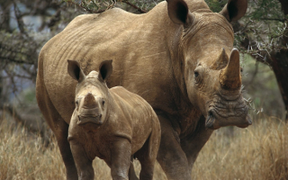 Молодой и старый носороги