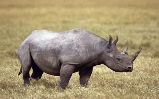 Свирепый носорог