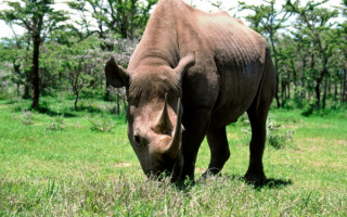 Носорог пасется на лужайке