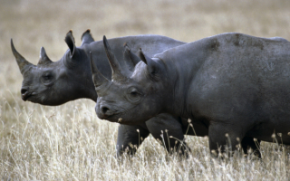 Два носорога