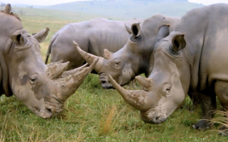 Стадо носорогов