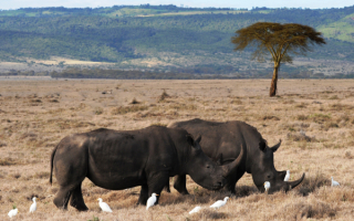 Два черных носорога