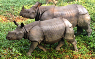 Индийские носороги