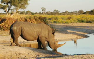 Носорог на водопое