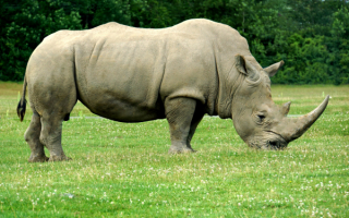 Носорог на поляне