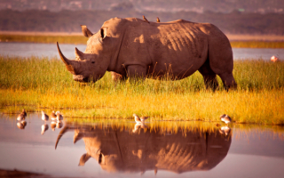 Носорог у озера