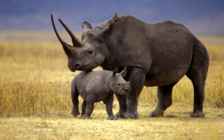 Черный носорог с детенышем