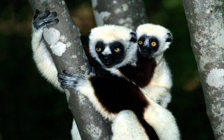 Лемур в лесу