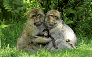 Семья приматов