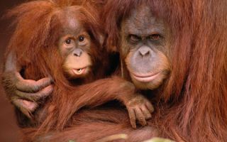 Мать и дитя