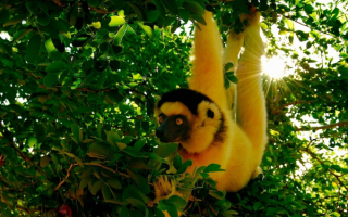 Обезьяна висит на дереве