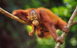 Молодой орангутанг