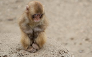 Детеныш обезьяны