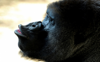 Горилла спит