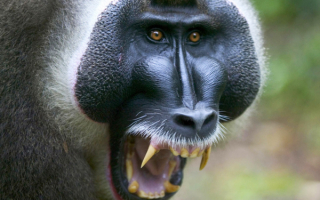 Свирепый орангутанг